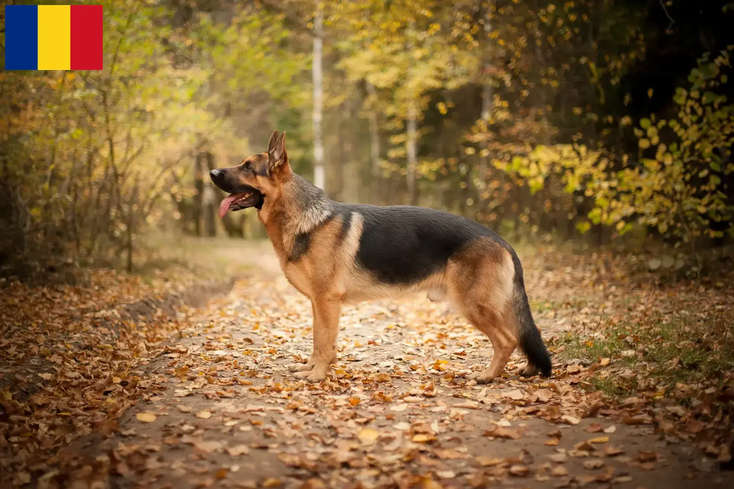 Schæferhundehvalpe og opdrættere i Rumænien Her kan du finde schæferhundeopdrættere i Rumænien.