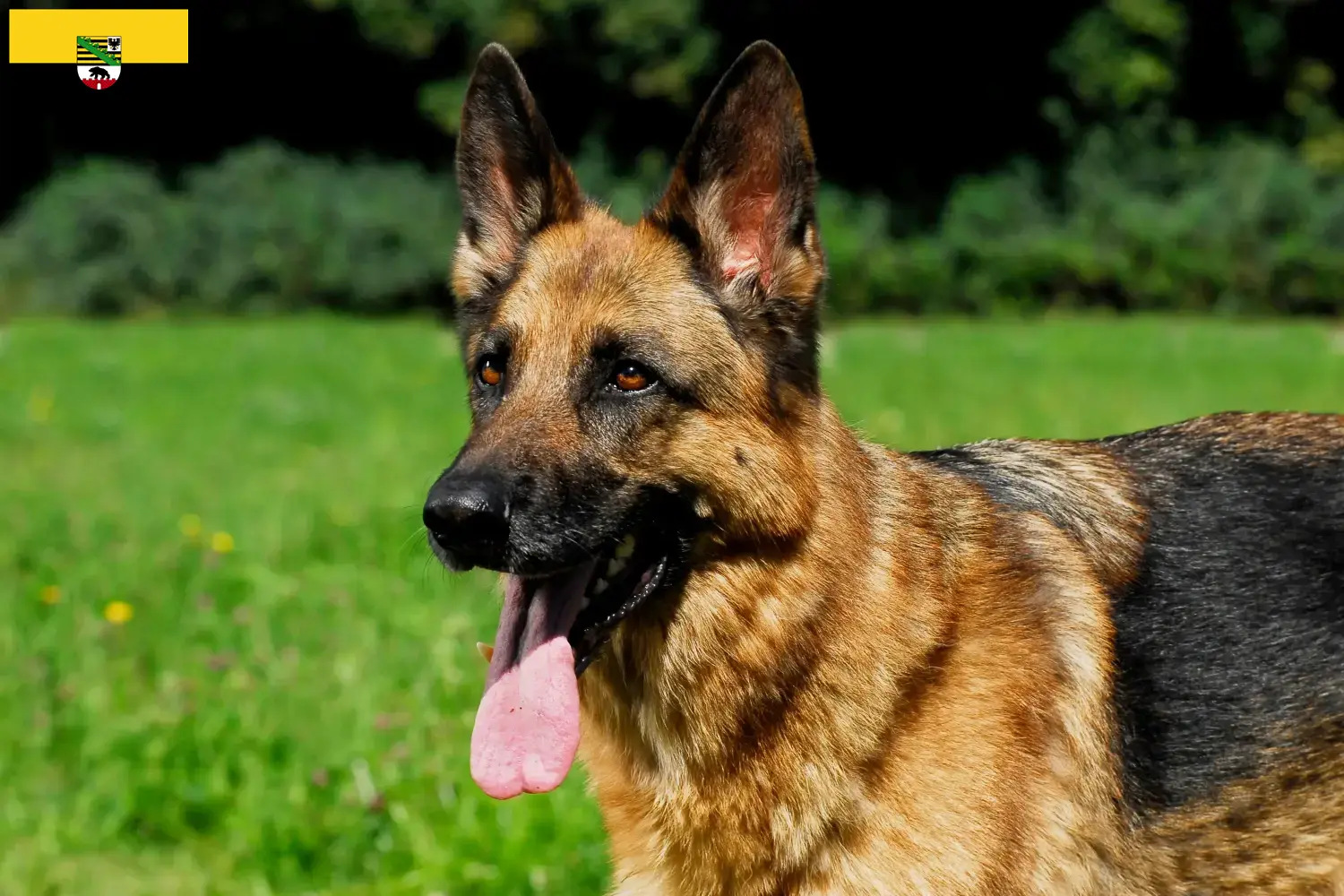 Schæferhundehvalpe og opdrættere i Sachsen-Anhalt Her kan du finde schæferhundeopdrættere i Sachsen-Anhalt.