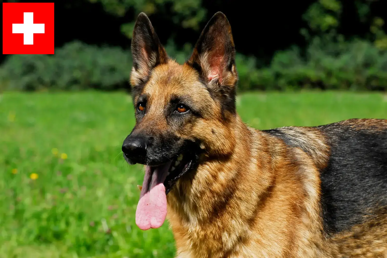 Schæferhundehvalpe og opdrættere i Schweiz Her kan du finde schæferhundeopdrættere i Schweiz.