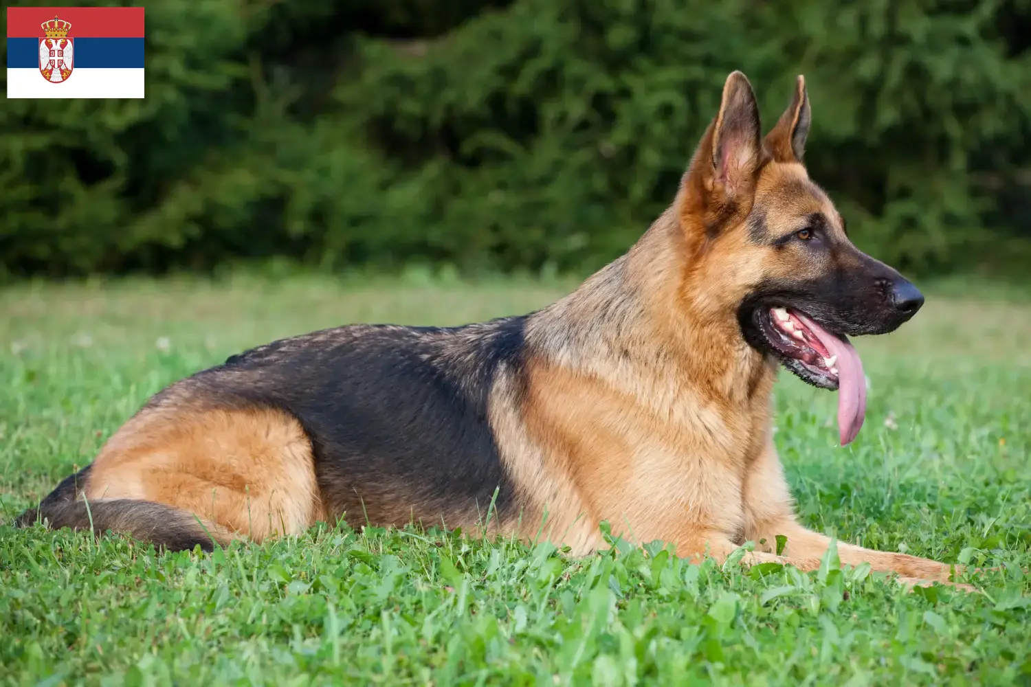 Schæferhundehvalpe og opdrættere Serbien Her kan du finde schæferhundeopdrættere i Serbien.