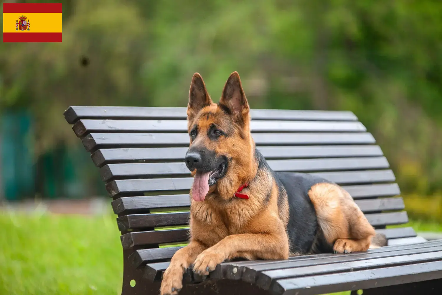 Schæferhundehvalpe og opdrættere i Spanien Her kan du finde schæferhundeopdrættere i Spanien.