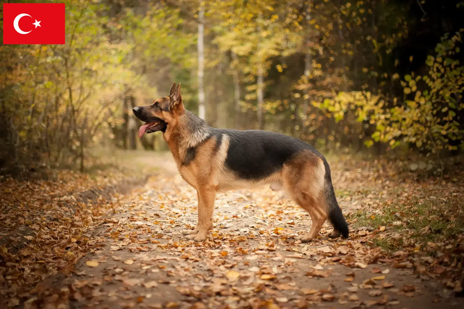 Schæferhundehvalpe og opdrættere i Tyrkiet Her kan du finde schæferhundeopdrættere i Tyrkiet.