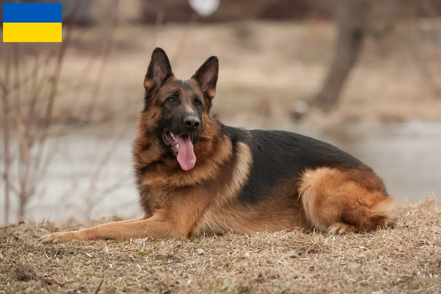 Schæferhundehvalpe og opdrættere Ukraine Her kan du finde schæferhundeopdrættere i Ukraine.