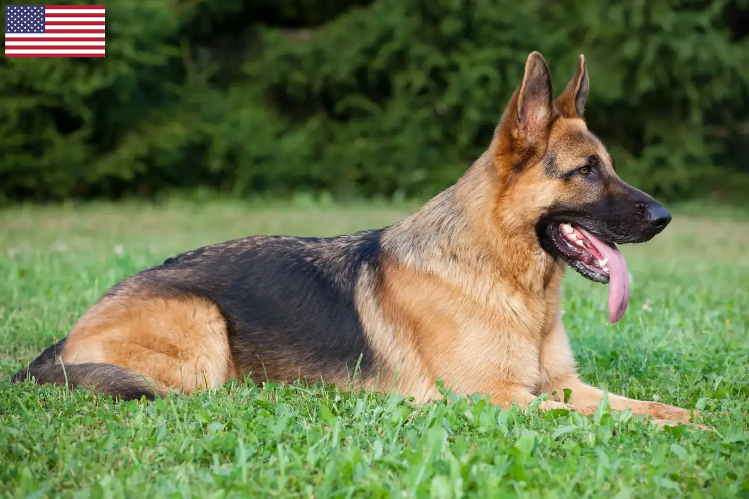 Schæferhundehvalpe og opdrættere i USA Her kan du finde schæferhundeopdrættere i USA.