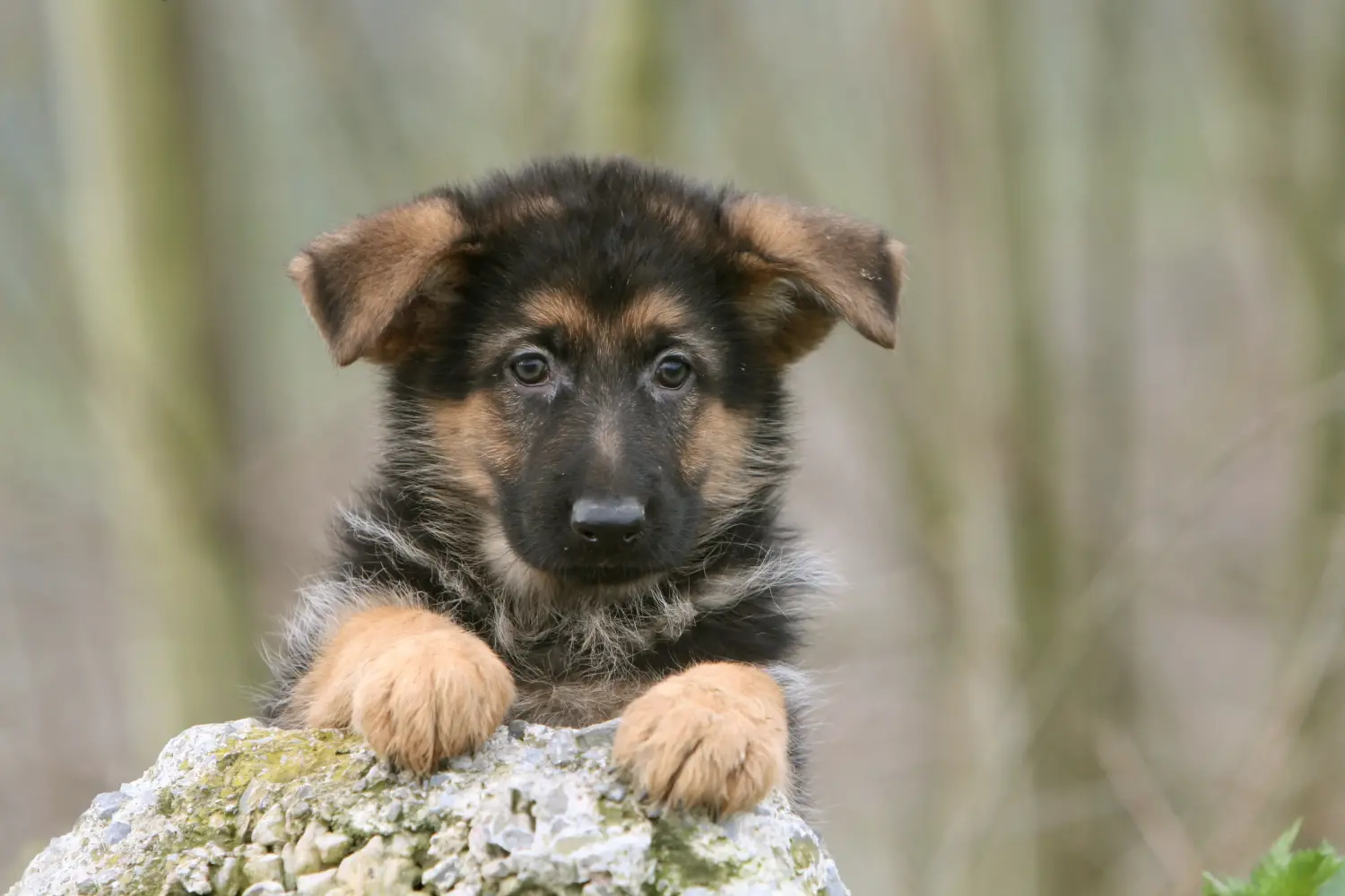 At købe en schæferhundehvalp betyder at tage ansvar! Køb schæferhundehvalpe.