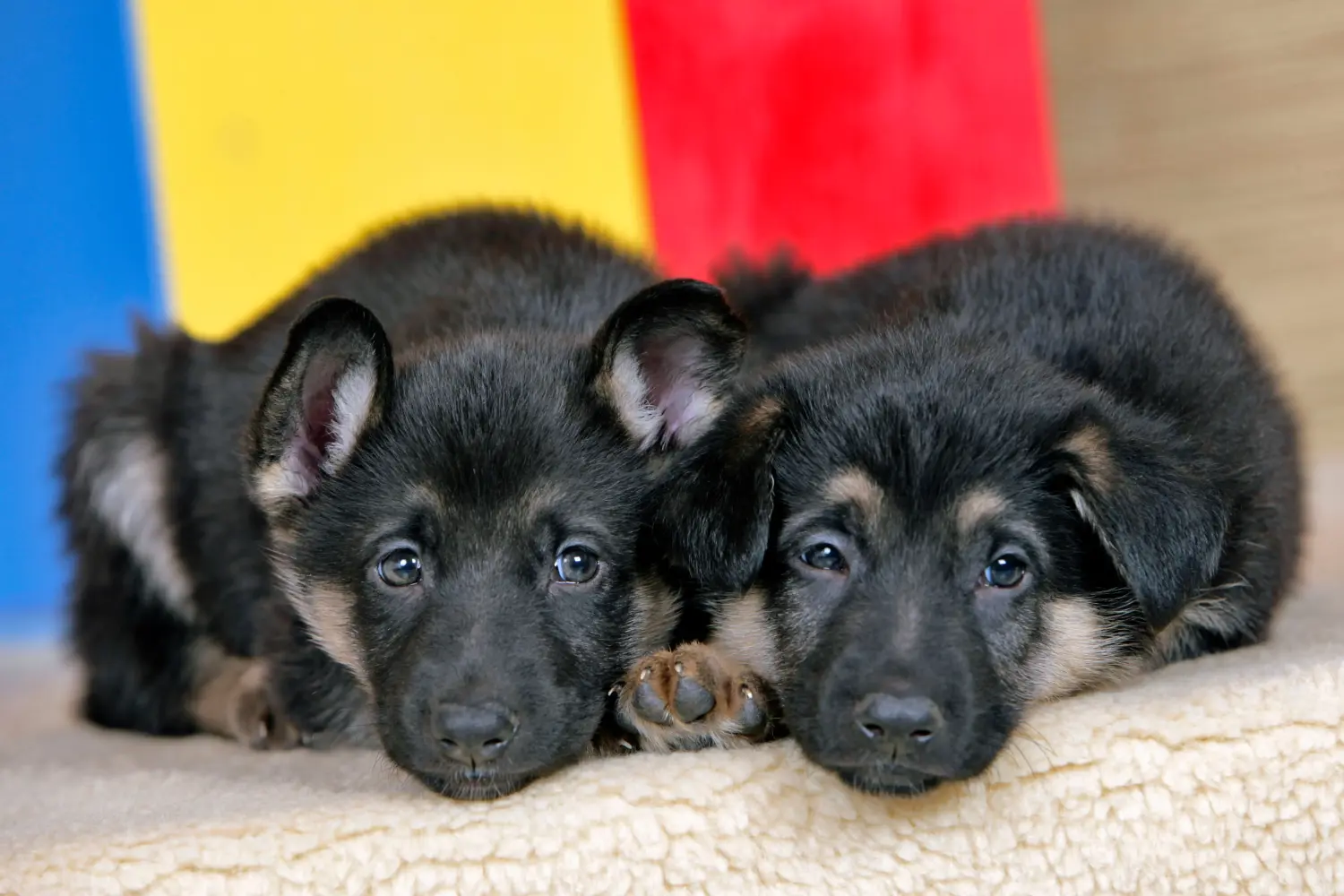 At købe en schæferhundehvalp betyder at tage ansvar! Køb schæferhundehvalpe.