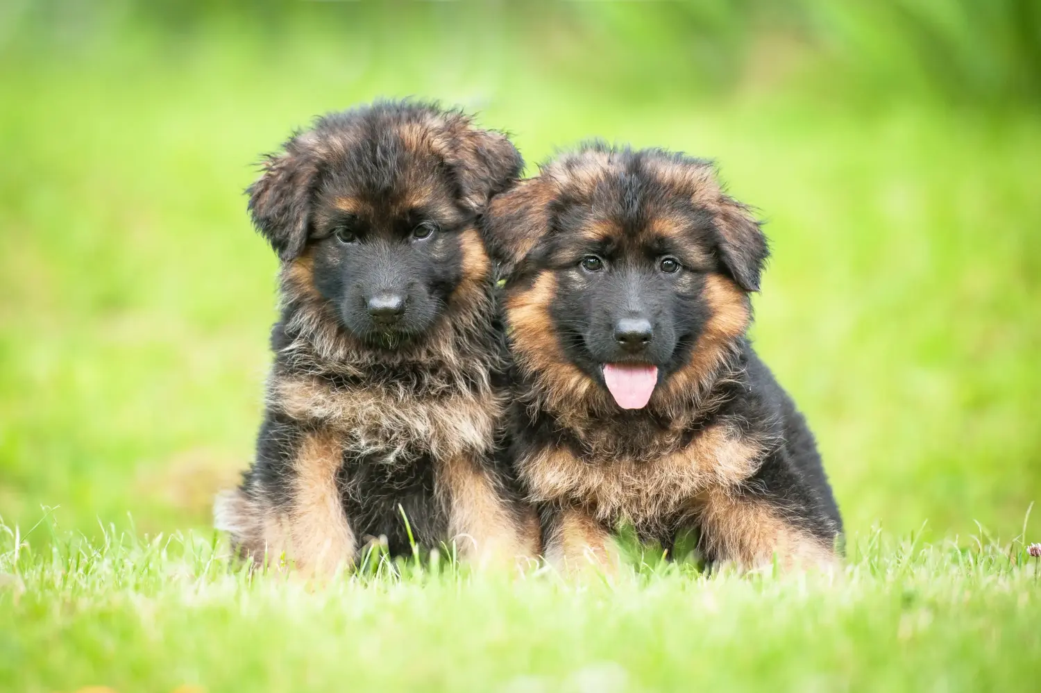 At købe en schæferhundehvalp betyder at tage ansvar! Køb schæferhundehvalpe.
