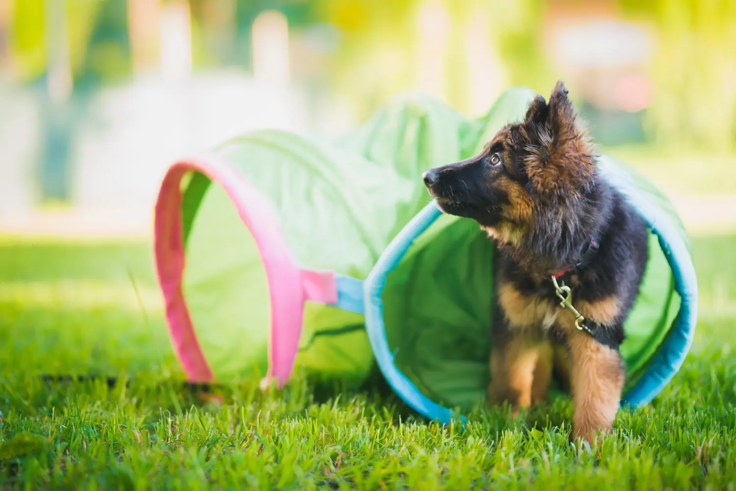 At købe en schæferhundehvalp betyder at tage ansvar! Køb schæferhundehvalpe.