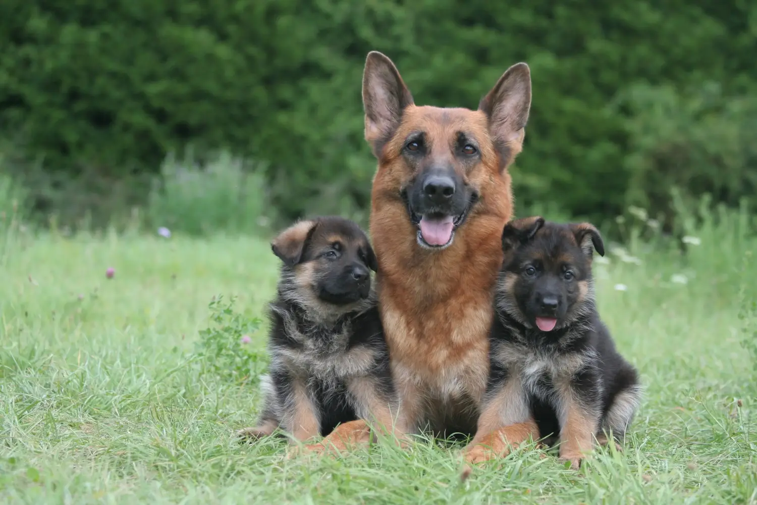 At købe en schæferhundehvalp betyder at tage ansvar! Køb schæferhundehvalpe.