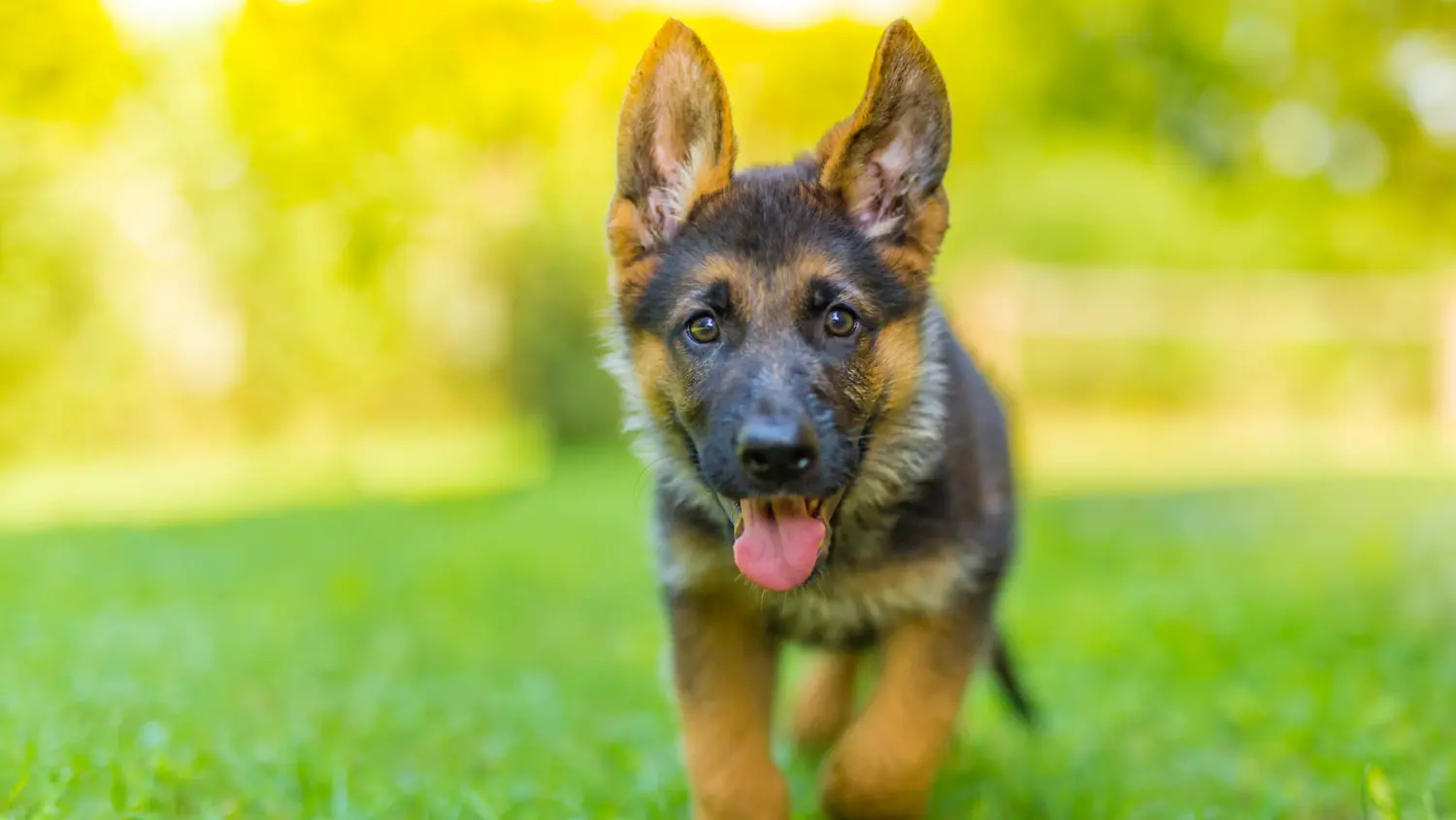 At købe en schæferhundehvalp betyder at tage ansvar! Køb schæferhundehvalpe.