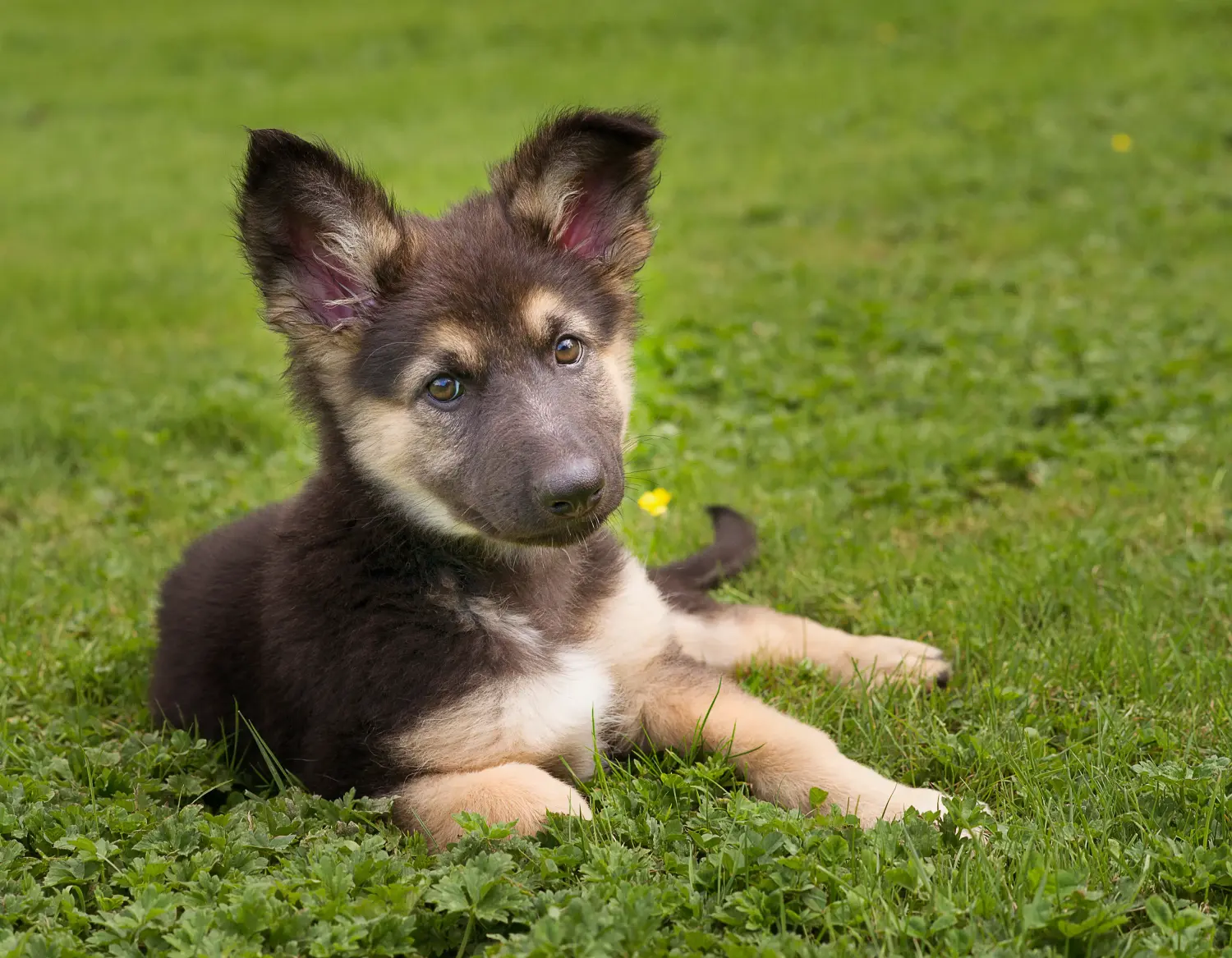 At købe en schæferhundehvalp betyder at tage ansvar! Køb schæferhundehvalpe.