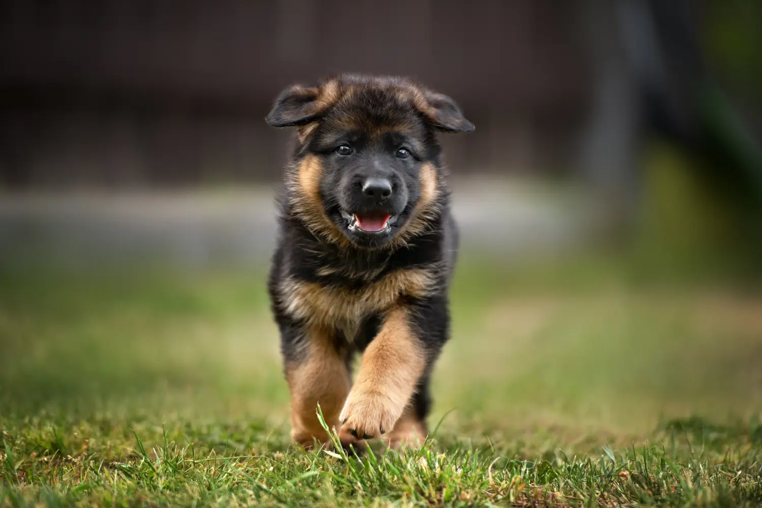 At købe en schæferhundehvalp betyder at tage ansvar! Køb schæferhundehvalpe.