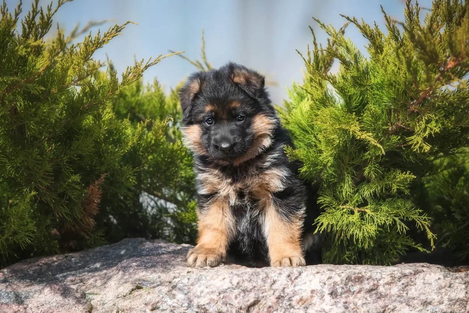 At købe en schæferhundehvalp betyder at tage ansvar! Køb schæferhundehvalpe.
