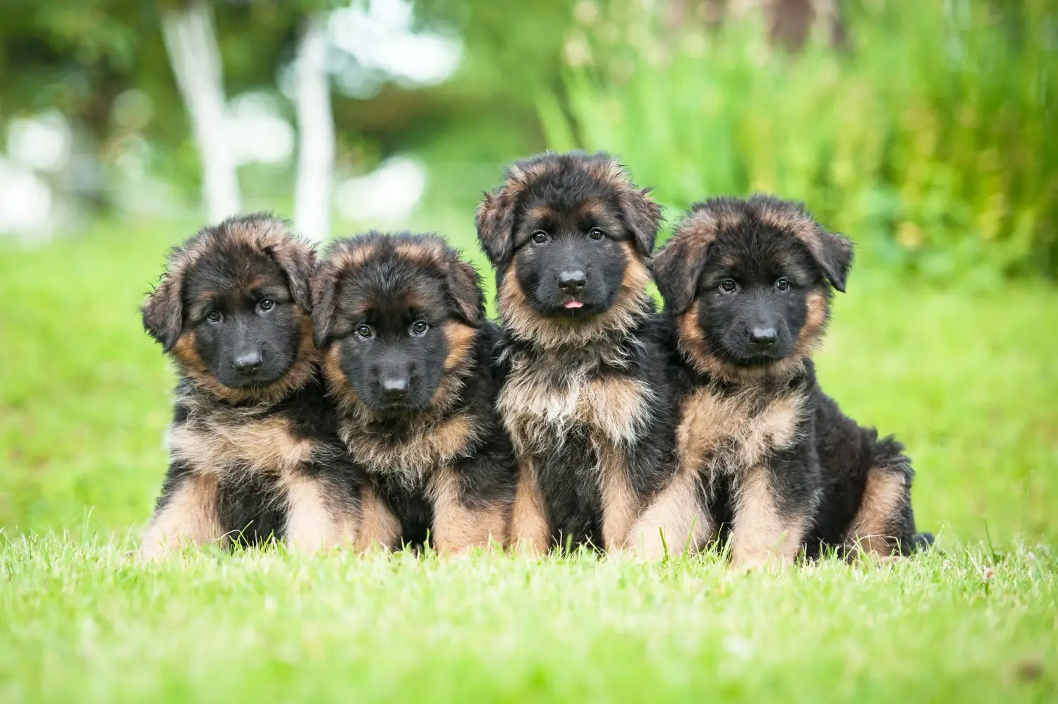 At købe en schæferhundehvalp betyder at tage ansvar! Køb schæferhundehvalpe.