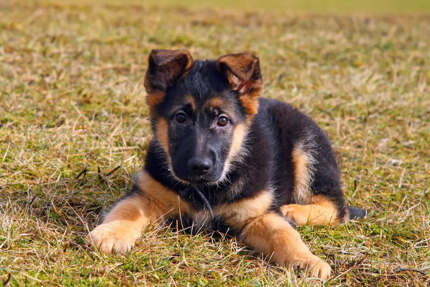 At købe en schæferhundehvalp betyder at tage ansvar! Køb schæferhundehvalpe.