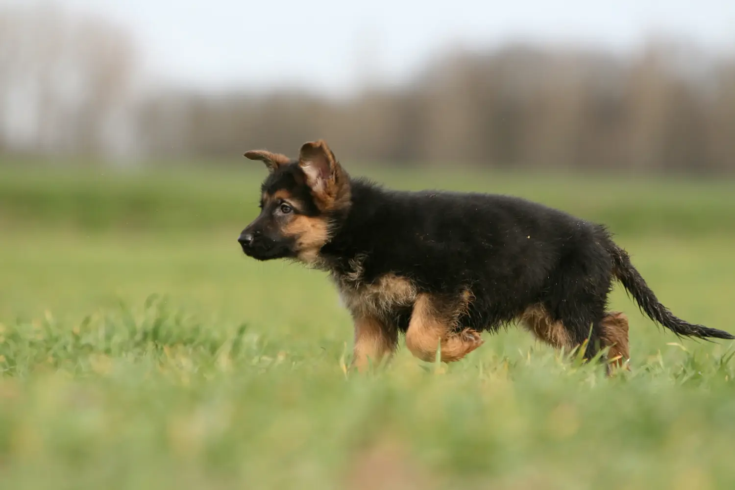 At købe en schæferhundehvalp betyder at tage ansvar! Køb schæferhundehvalpe.