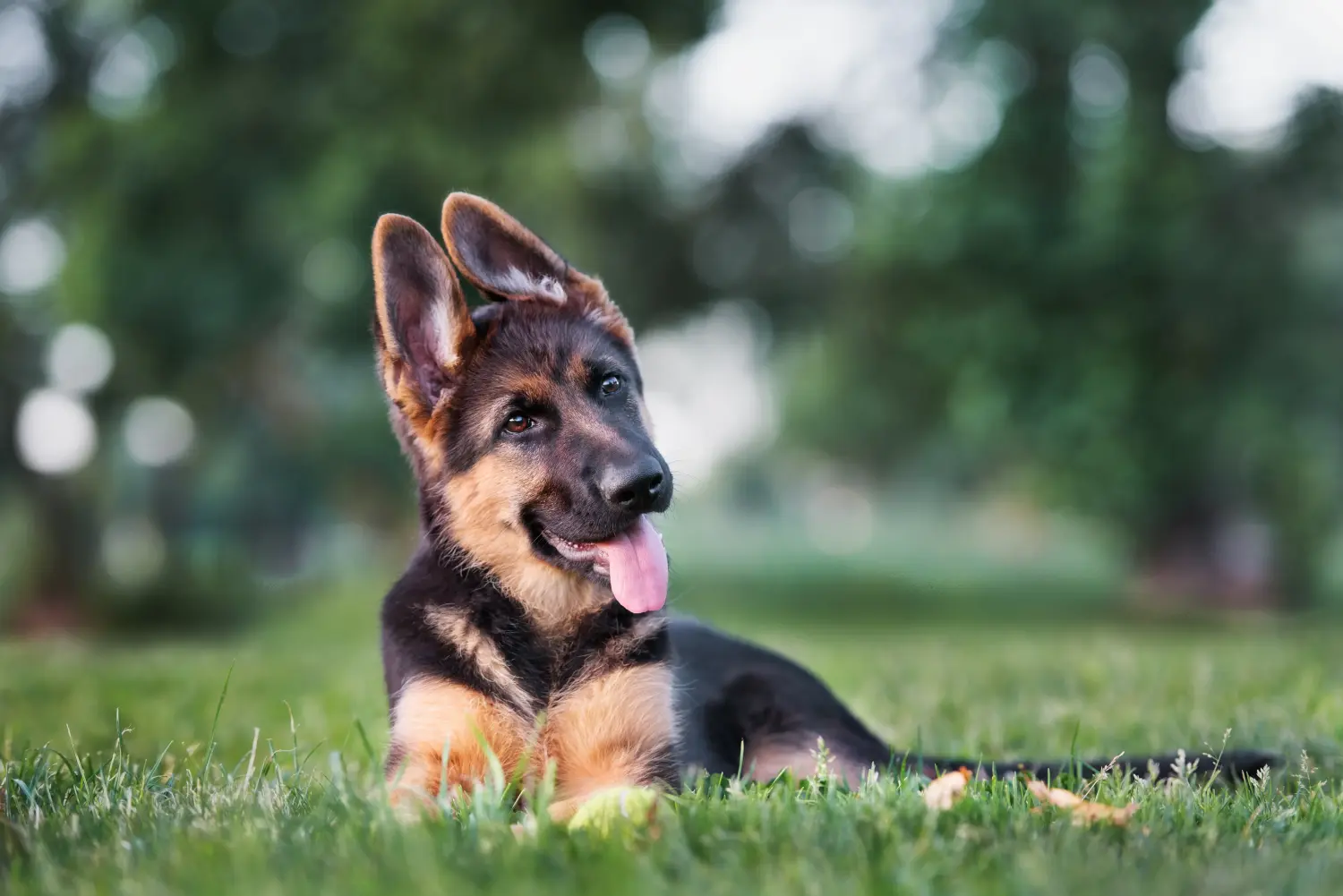 At købe en schæferhundehvalp betyder at tage ansvar! Køb schæferhundehvalpe.