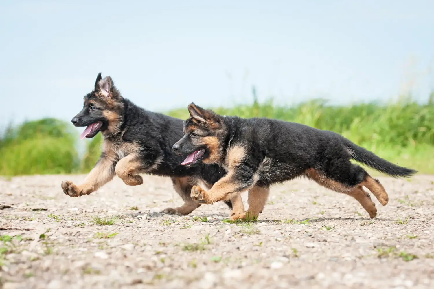 At købe en schæferhundehvalp betyder at tage ansvar! Køb schæferhundehvalpe.