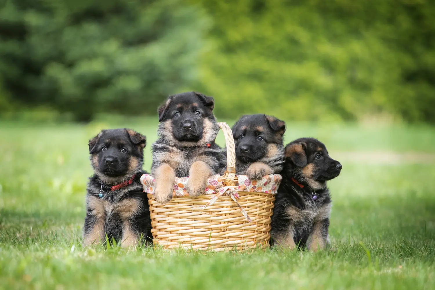 At købe en schæferhundehvalp betyder at tage ansvar! Køb schæferhundehvalpe.