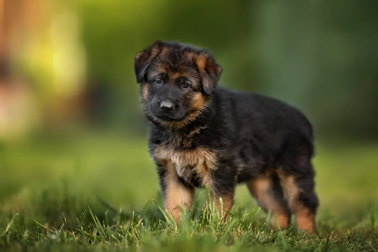 At købe en schæferhundehvalp betyder at tage ansvar! Køb schæferhundehvalpe.