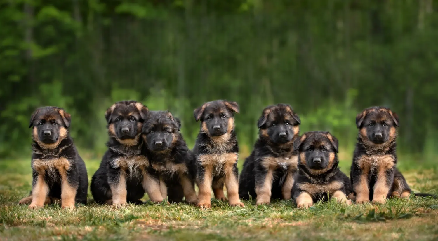 At købe en schæferhundehvalp betyder at tage ansvar! Køb schæferhundehvalpe.