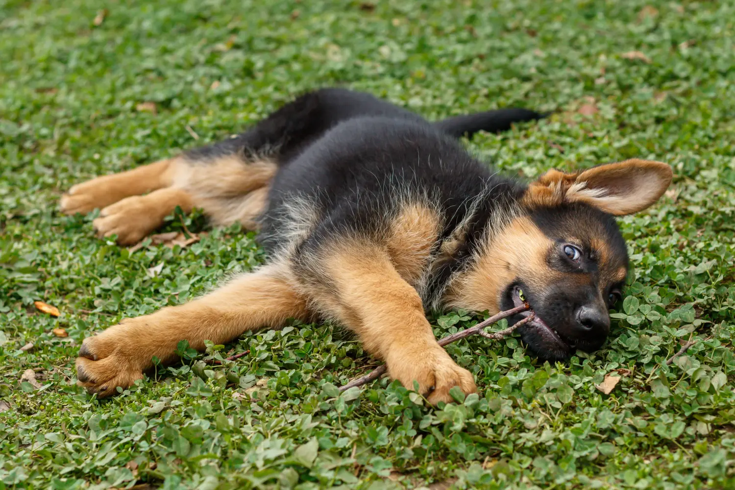 At købe en schæferhundehvalp betyder at tage ansvar! Køb schæferhundehvalpe.