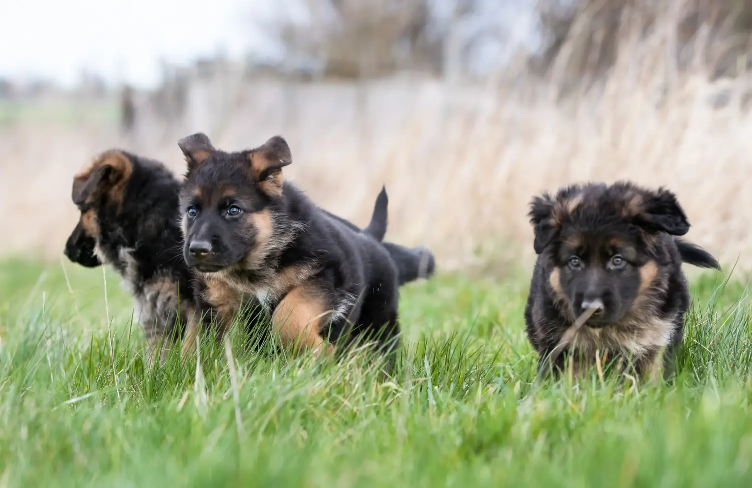 At købe en schæferhundehvalp betyder at tage ansvar! Køb schæferhundehvalpe.
