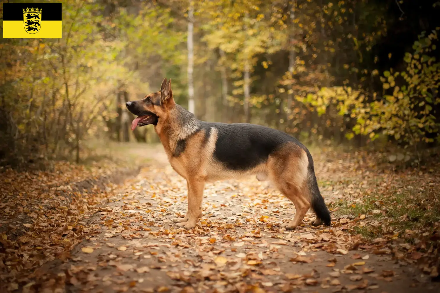 Schæferhundehvalpe og opdrættere i Baden-Württemberg Her kan du finde schæferhundeopdrættere i Baden-Württemberg.