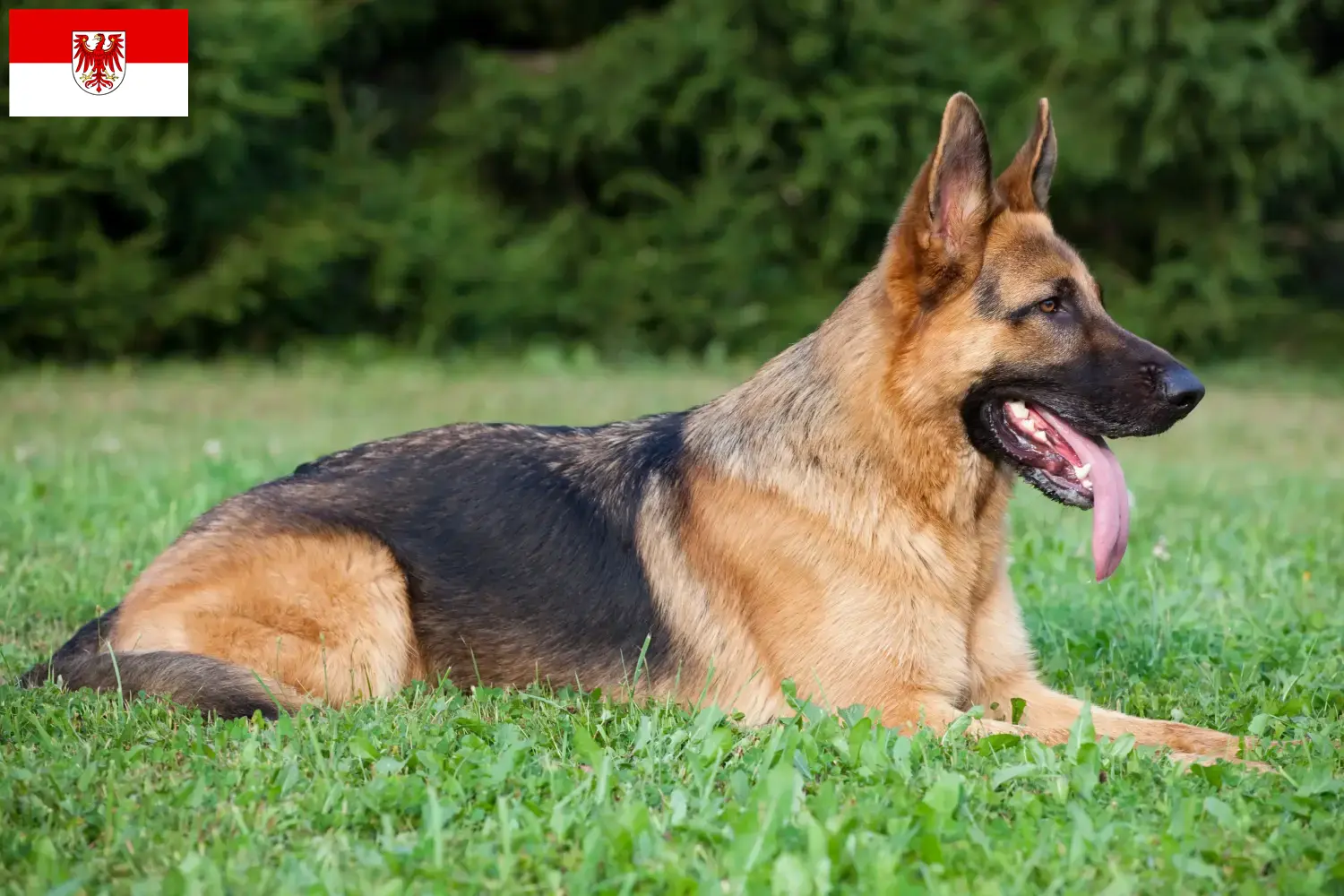 Schæferhundehvalpe og opdrætter Brandenburg Her kan du finde schæferhundeopdrættere i Brandenburg.