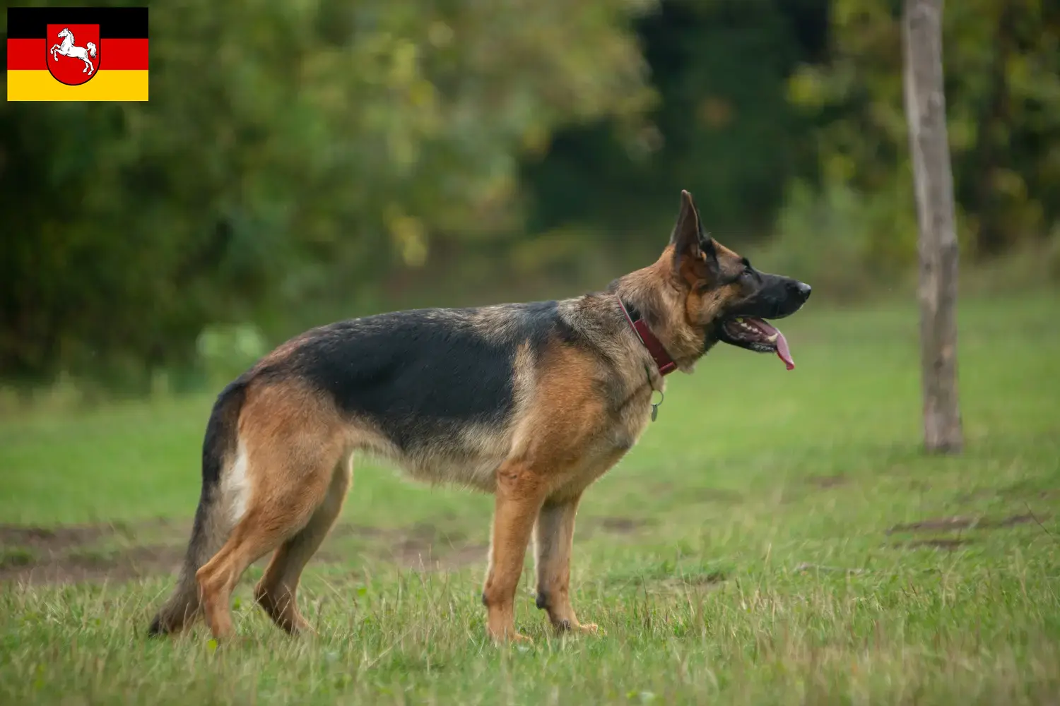 Schæferhundehvalpe og opdrættere i Niedersachsen Her kan du finde schæferhundeopdrættere i Niedersachsen.