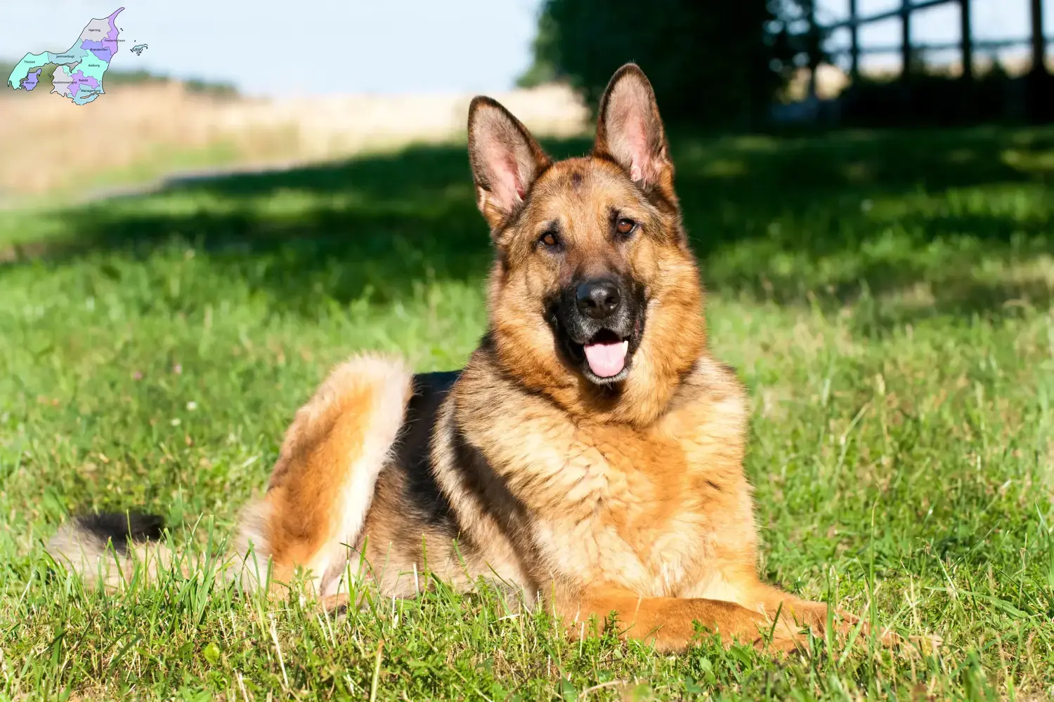 Schæferhundehvalpe og opdrætter Nordjylland Her kan du finde schæferhundeopdrættere i Nordjylland.