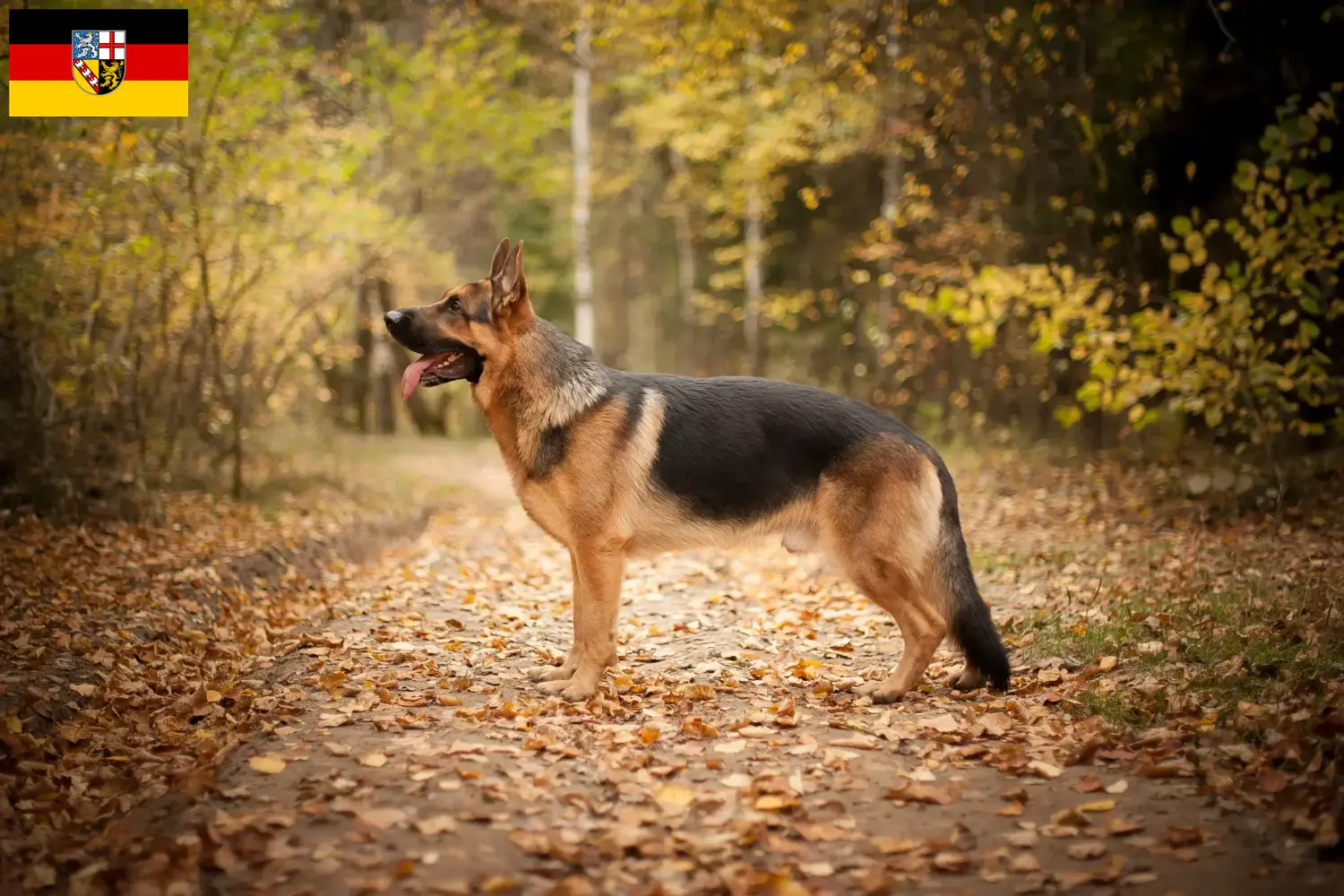 Schæferhundehvalpe og opdrætter Saarland Her kan du finde schæferhundeopdrættere i Saarland.