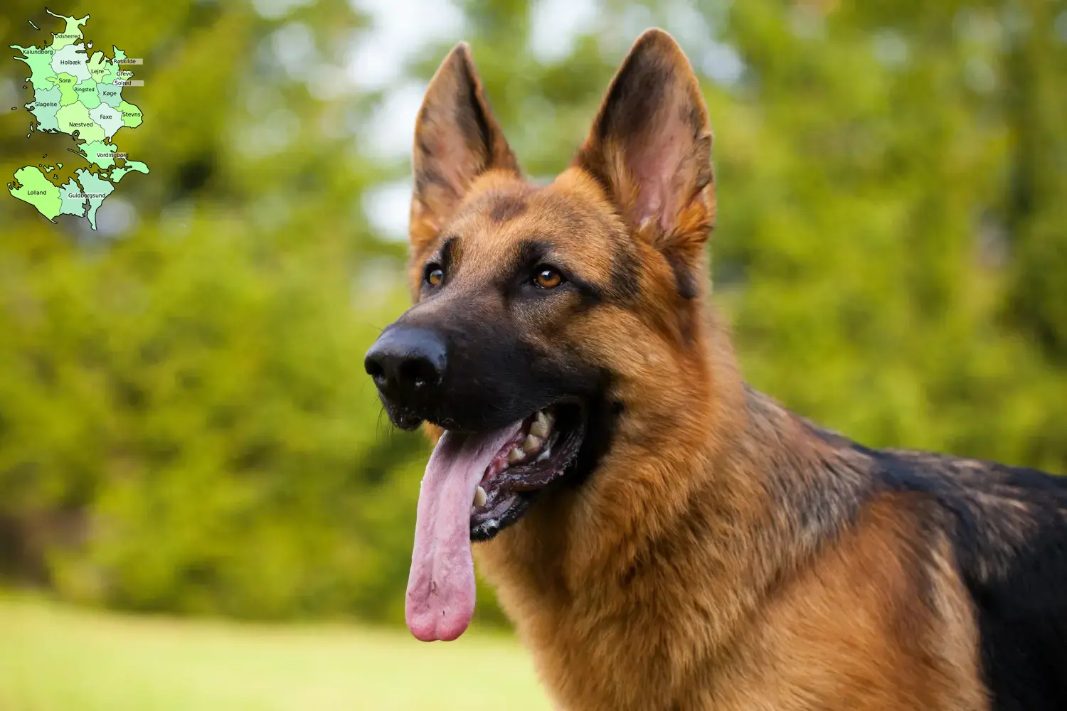 Schæferhundehvalpe og opdrætter Sjælland Find schæferhundeopdrættere på Sjælland.