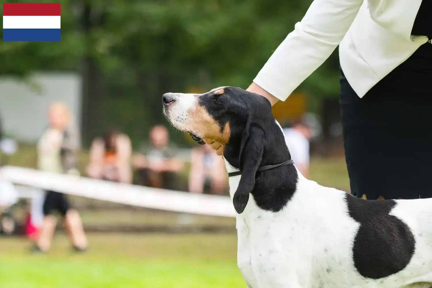 Schweiziske hundehvalpe og opdrættere Holland Her kan du finde schweiziske løbehundeopdrættere i Holland.