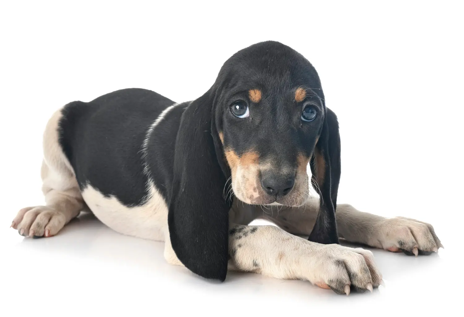 At købe en schweisshundehvalp betyder at tage ansvar! Køb schweizerhundehvalpe.