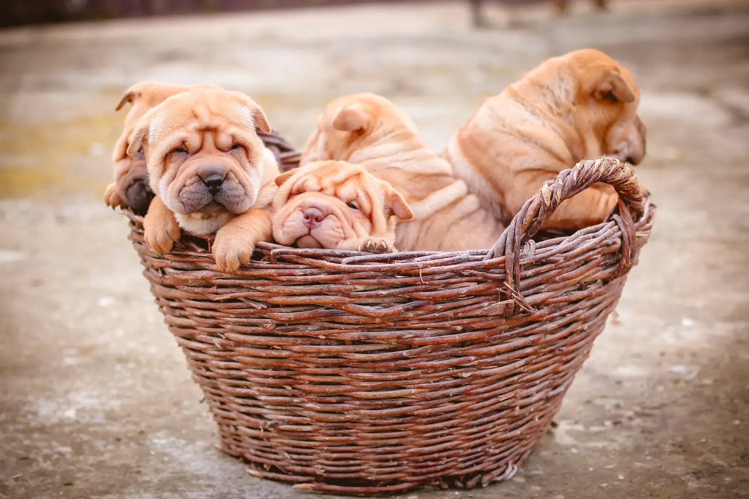 At købe en Shar Pei-hvalp betyder at tage ansvar! Køb Shar Pei-hvalpe.