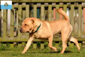 Read more about the article Shar Pei-opdrættere og hvalpe i San Marino