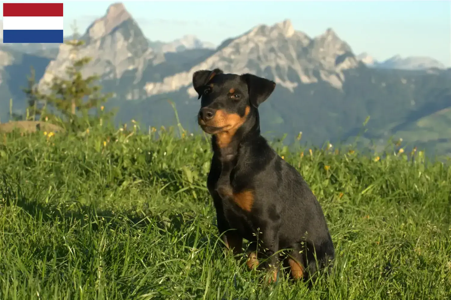 Tysk jagtterrier hvalpe og opdrættere Holland Her kan du finde opdrættere af tysk jagtterrier i Holland.