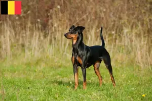 Read more about the article Tysk Pinscher opdrætter og hvalpe i Belgien