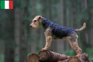 Read more about the article Welsh terrier opdrættere og hvalpe i Italien