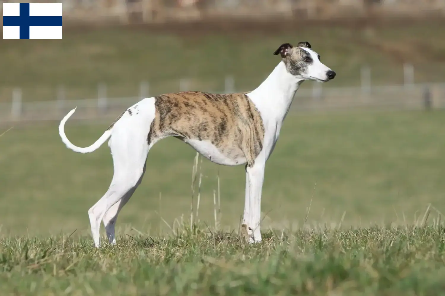Read more about the article Whippet-opdrættere og hvalpe i Finland