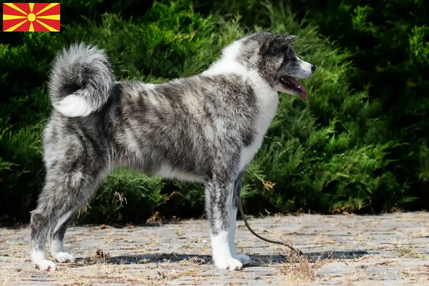 Akita-hvalpe og opdrættere Nordmakedonien Her kan du finde Akitas-opdrættere i Nordmakedonien.