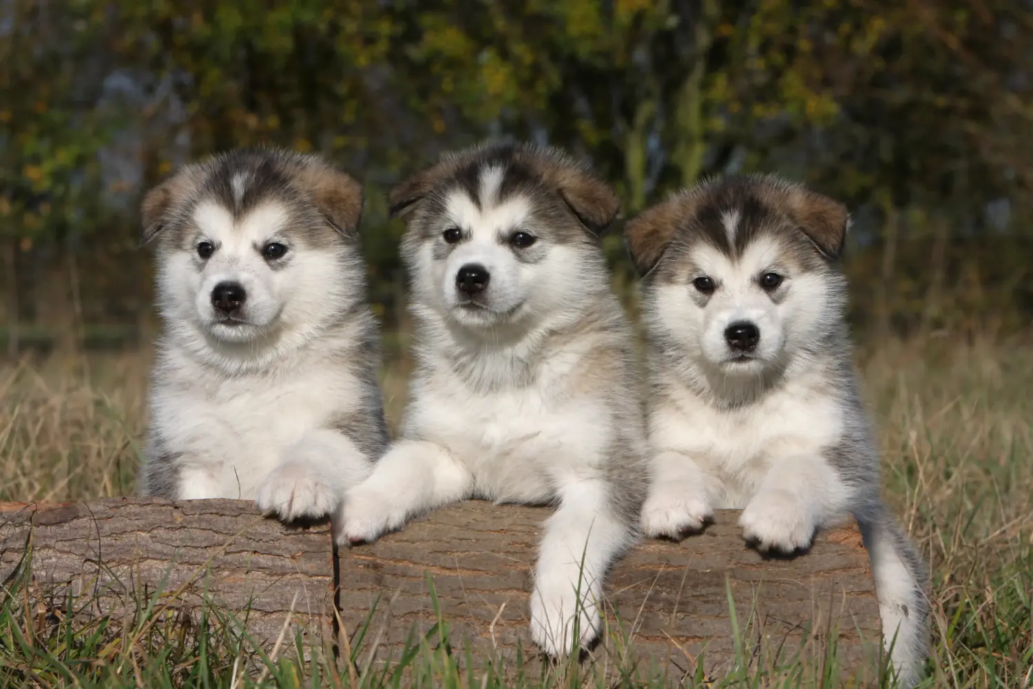 At købe en Alaskan Malamute-hvalp betyder at tage ansvar! Køb Alaskan Malamute-hvalpe.