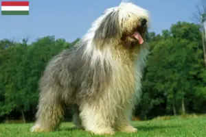Read more about the article Bobtail-opdrættere og hvalpe i Ungarn