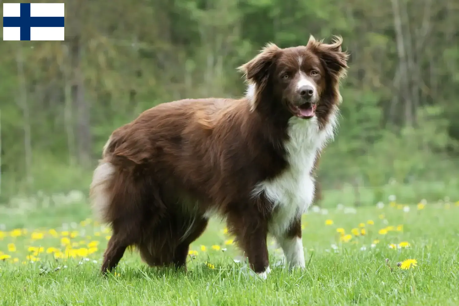 Border Collie-hvalpe og opdrættere Finland Find Border Collies opdrættere i Finland.