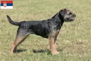 Read more about the article Border Terrier opdrættere og hvalpe i Serbien