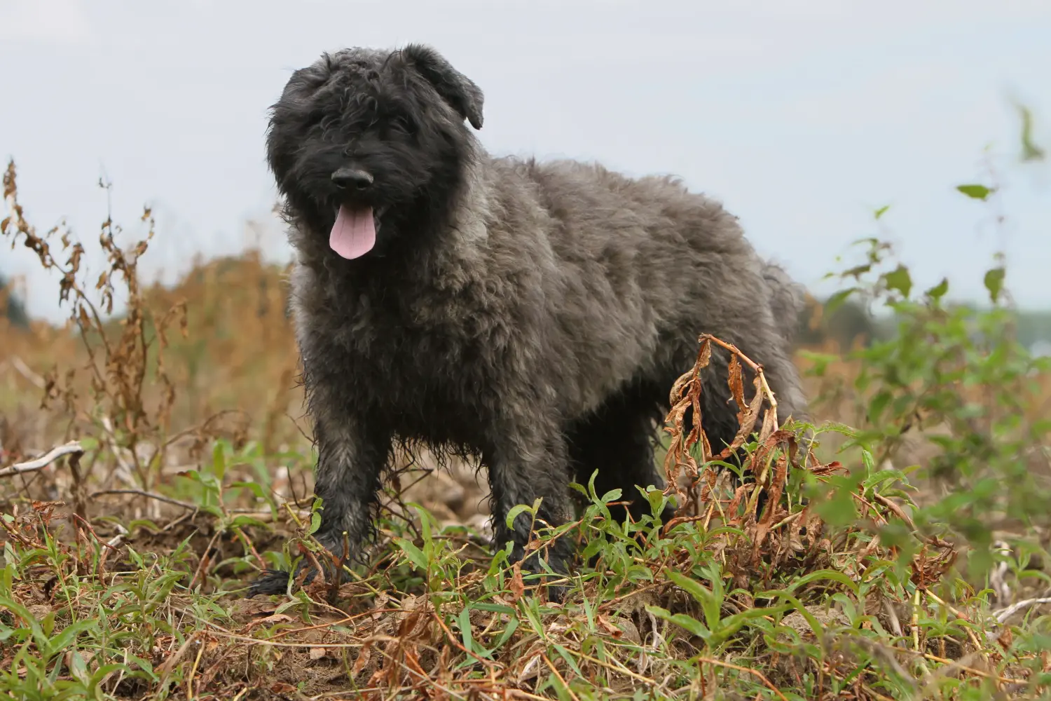 At købe en Bouvier des Flandres-hvalp betyder at tage ansvar! Køb Bouvier des Flandres-hvalpe.