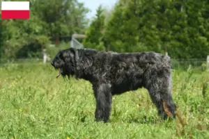 Read more about the article Bouvier des Flandres opdrættere og hvalpe i Polen