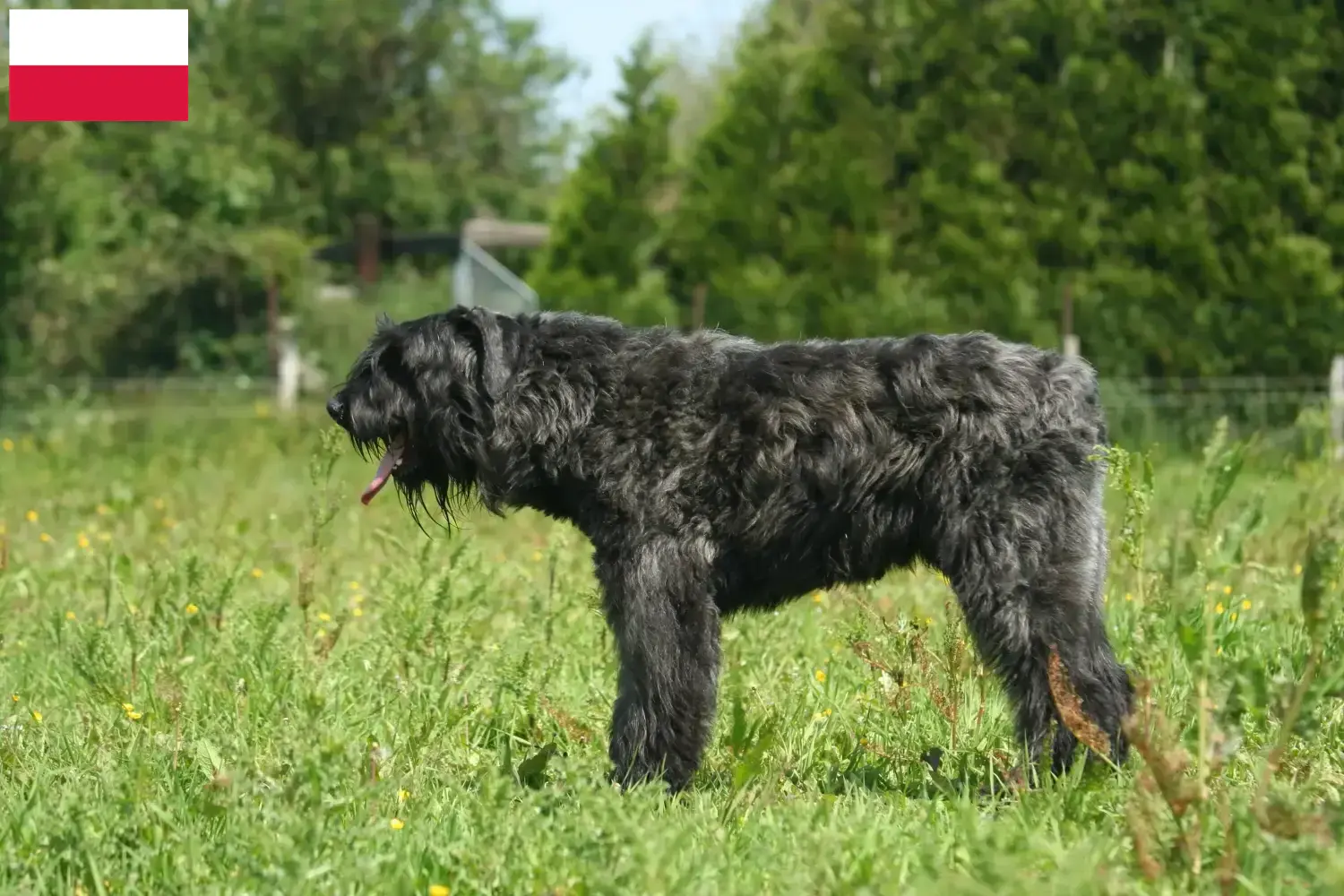 Bouvier des Flandres hvalpe og opdrættere Polen Her kan du finde Bouvier des Flandres-opdrættere i Polen.