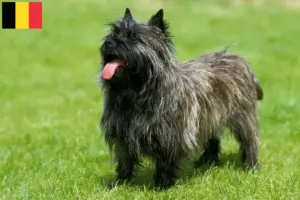 Read more about the article Cairn Terrier opdrættere og hvalpe i Belgien